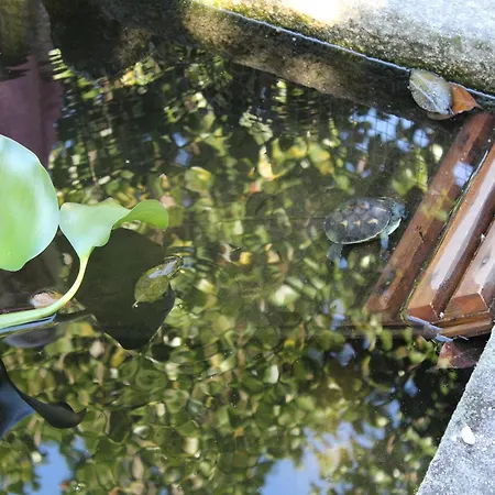 Cottage In Santa Comba With Pool * Ponte de Lima