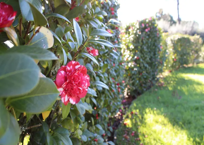 Cottage In Santa Comba With Pool * Ponte de Lima