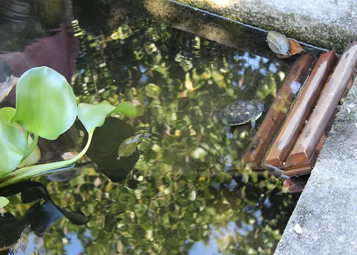 Cottage In Santa Comba With Pool * Ponte de Lima